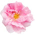 Bulgarian damask rose absolute